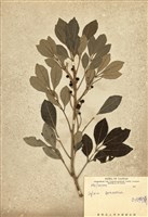 藏品(紅柴(臺灣樹蘭))的圖片